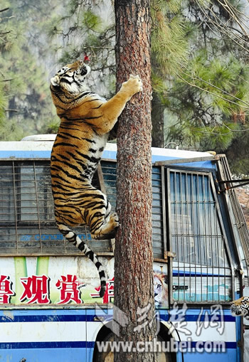 武汉九峰森林动物园老虎展示上树绝活图
