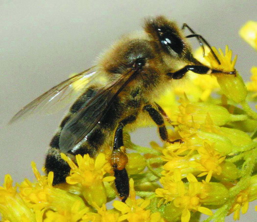 蜜蜂也能识人脸