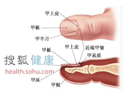 指甲小月牙预示你的健康状况