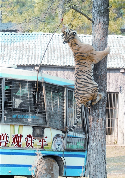 图文:老虎身手敏捷爬上树捕食 游客们大开眼界