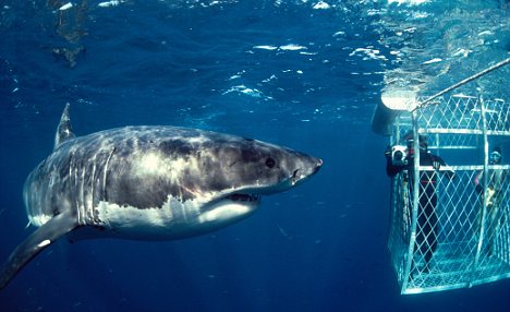 研究表明大白鲨已濒临灭绝 全球仅存3500只(图