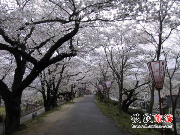 德岛县 眉山: 眉山是德岛市的象征,因从任何地方看上去都呈眉毛的形状而得名。山东面半山腰上有神武天皇的铜像,铜像附近一带是著名的樱花观赏地,约有1500棵染井吉野樱盛放。如果想登顶,可以乘坐空中缆车(约需6分钟)。山顶上有观景台,不仅能将德岛市区尽收眼底,而且可以俯瞰淡路岛和纪伊水道。 地址:德岛县德岛市新町桥2丁目20阿波舞(AWA-ODORI)会馆5楼 电话:088-611-1611(阿波舞会馆) 开放时间:9:00~17:30(4至10月: 9:00~21:00) 樱花树:1