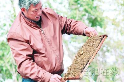养蜂人8年山脚扎帐篷 产销蜂蜜免费蜂疗(组图