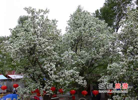 青海:贵德梨花节 4月20日至5月1日