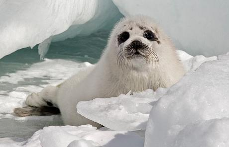 加拿大今年允许渔民增加格陵兰海豹捕杀数量5