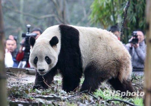 熊猫泰山在美受欢迎 奥巴马见达赖次日被召回