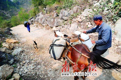 在那坡县龙合乡忠合村果林屯,村民们用马驮水.南方日报特派记者高笑摄