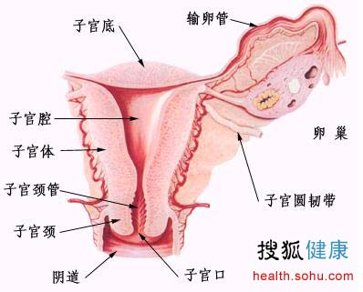 健康养生 卵巢癌的规范化治疗 1 手术by 白衣咸饭 由闽姑发表 文学城