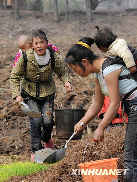 龙潭镇茨德陶家村的两位村民背着孩子下地给稻苗浇水(摄于3月25日.