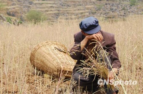 云南官员:无科学依据证明种植桉树橡胶造成旱灾