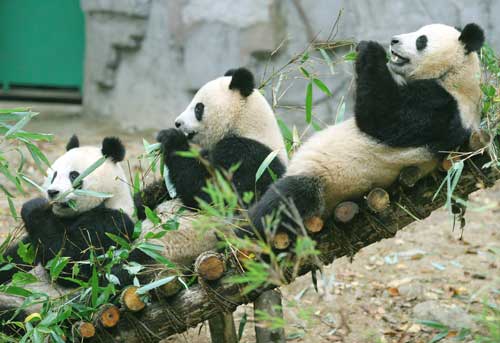 三只大熊猫在陕西佛坪野化培训基地快乐生活