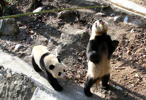 三只大熊猫在陕西佛坪野化培训基地快乐生活