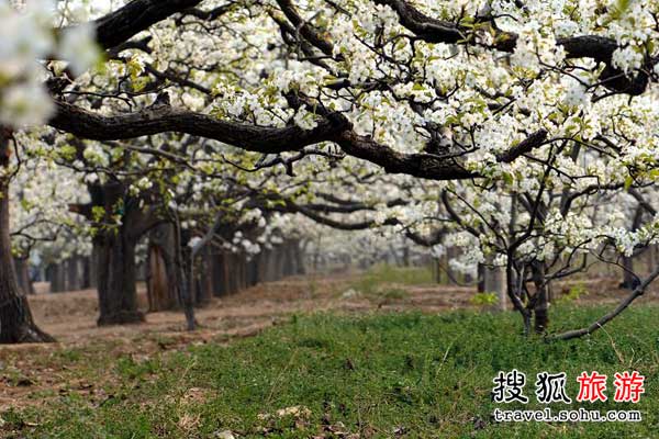 北京大兴庞各庄梨花