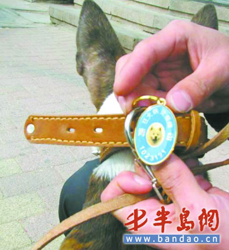 青岛郊区收容大型犬热情高 160多人预定禁养犬