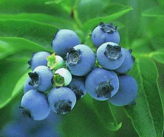 多吃蓝莓可增强记忆力消除眼疲劳(图)