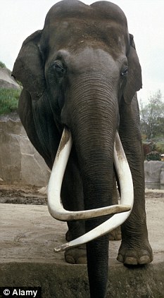 南印度疯狂公象杀害12头母象 因求爱遭拒绝(图