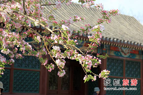 北京元大都遗址公园绝美海棠花雨