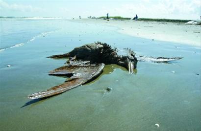 墨西哥湾海底油井漏油月余,严重污染当地生态环境.