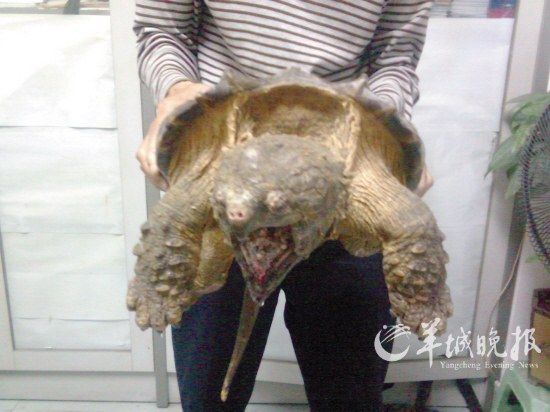 这只大龟足有6公斤重
