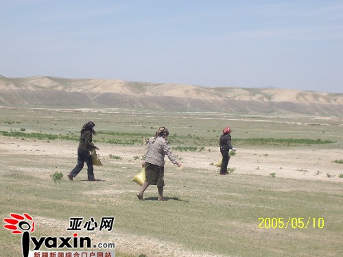 呼图壁春秋草场，原来长满牧草的地方已经变成光秃秃的荒漠，牧民们正在有组织地喷洒灭虫毒饵。