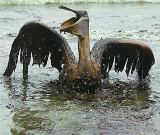 美海湾漏油致大量生物死亡 动物家园变坟墓(图