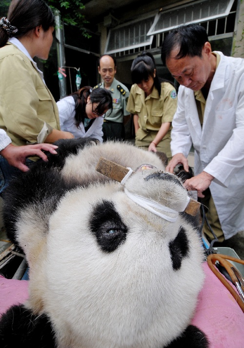 大熊猫官网图片  6月1日,福州熊猫世界里的大熊猫"巴斯"突然病危,经各