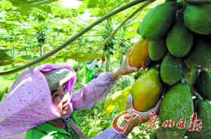 目前广东 市场上95%的木瓜为转基因木瓜。记者杨勤 摄