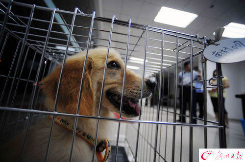 广州番禺彻查养犬严管区 连夜扣留一批禁养犬-搜狐广东