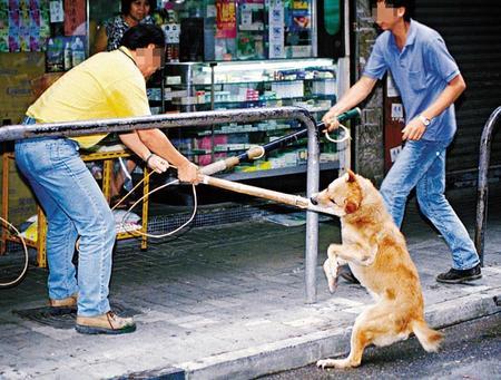 捉狗队捕流浪犬被指手法残忍 狗受伤后吐血(图)