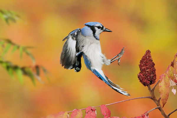 一只美丽的蓝背鸟正要落在树枝上.