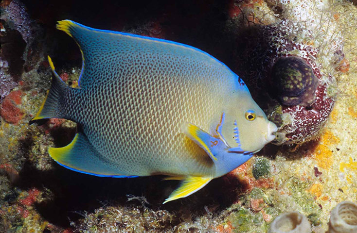 首次海洋物种普查完成 海里有23万种生物(图)