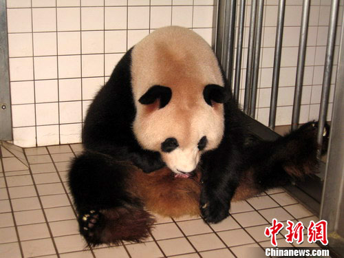 记者11日从成都大熊猫繁育研究基地获悉，在日本和歌山白滨野生动物园，旅日大熊猫“良浜”于11日清晨6时40分顺利产下一只雄性幼仔。成都熊猫基地 供图