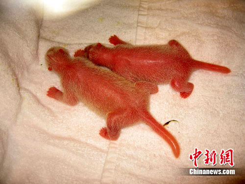 记者11日从成都大熊猫繁育研究基地获悉，在日本和歌山白滨野生动物园，旅日大熊猫“良浜”于11日清晨6时40分顺利产下一只雄性幼仔。成都熊猫基地