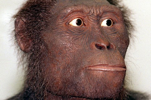 1974年,埃塞比亚发现的320万年前的原始人