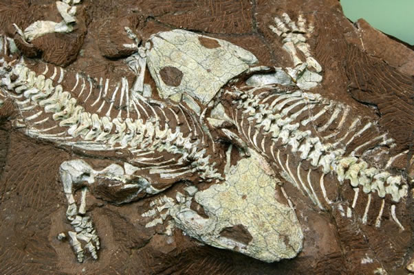 德国发现3亿年前未知恐龙化石 身高仅60厘米