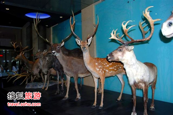 女性与西瓜的博物馆写蜜蜂v女性红蜘蛛图片