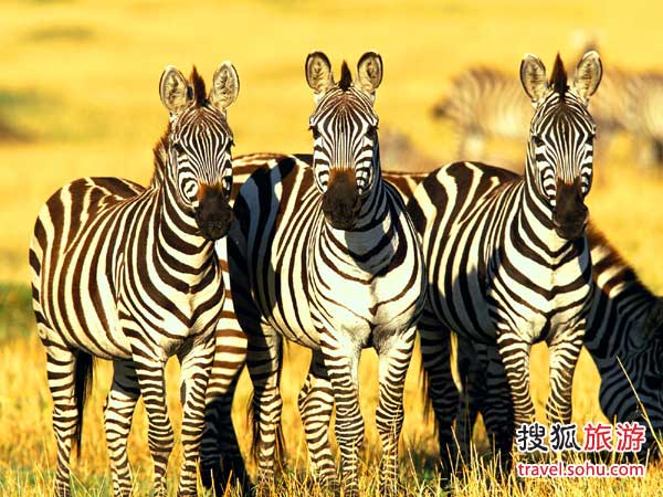 肯尼亚马赛马拉野生动物保护区旅游攻略