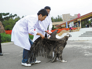 长春东北虎园1只秃鹫,5只猫头鹰回归自然(图)