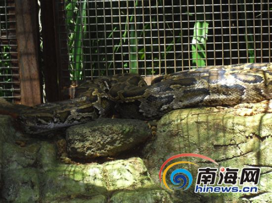海南热带野生动植物园孵化出18条幼蟒的锦花巨蟒(南海网实习记者王峰