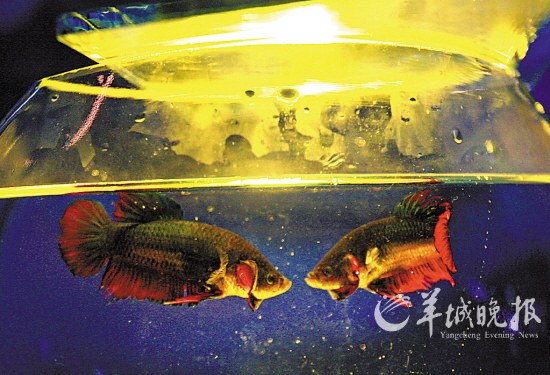 图文:泰国斗鱼进广州海洋馆 雄鱼间常大打出手