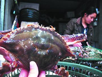 青岛海鲜大量上市 价格战致螃蟹身价跌6成(图