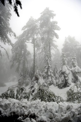 土耳其天气反常早早开始降雪 大雪覆盖树木(图