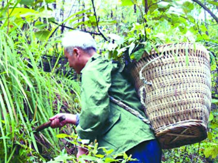 重庆采药师深山采药30年 赚钱少忧无人传承(图)