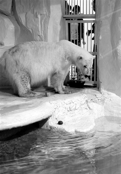 北极熊似嗑药跳摇头舞 专家称其在锻炼(图)