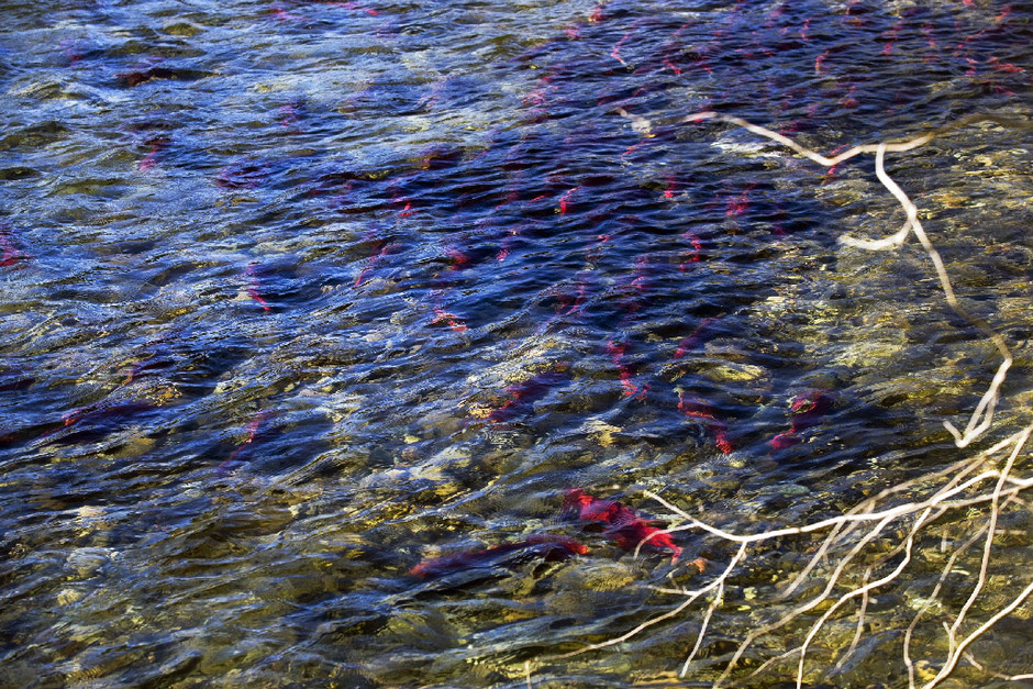 红色三文鱼逆水回游产卵(组图)滚动频道