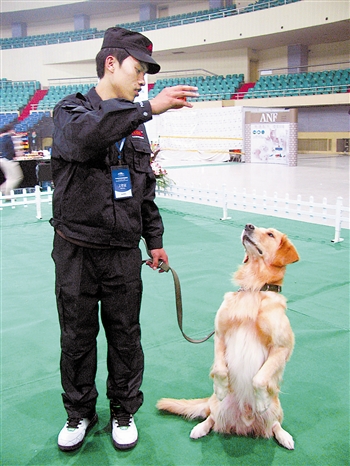 新行当格外引人注目 驯犬师教狗狗讲文明(图)