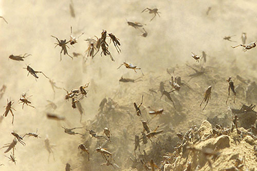 5000万只蝗虫过境澳大利亚墨尔本 政府发布警