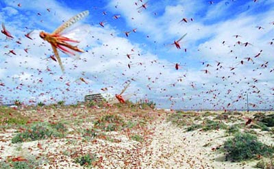 5000万只蝗虫过境澳洲墨尔本 当局发布警讯(图