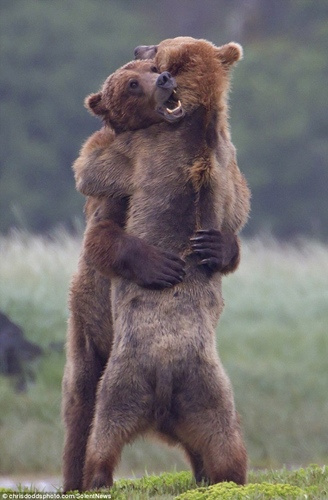 棕熊争斗精疲力竭 打到最后互相拥抱终合解(图)
