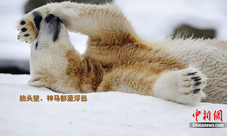 2010动物趣图v动物北极熊对镜头招手(苍蝇)情人草可以杀组图图片